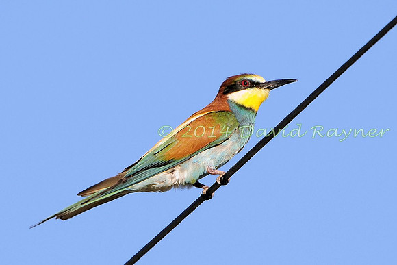 Bee-eater 2