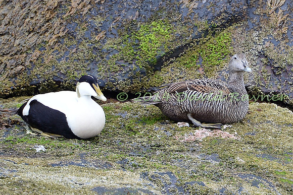 Eider Duck 07