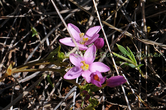 Centaury, Common