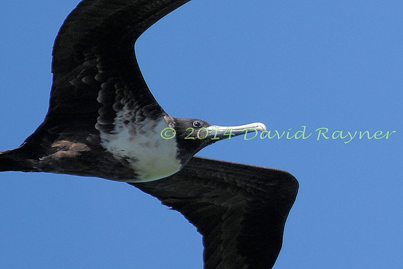 magnificent frigatebird (14)