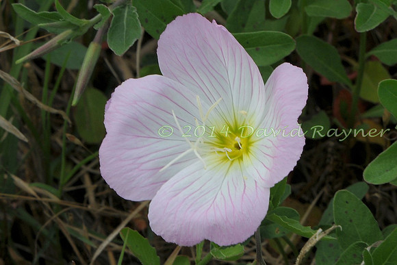 Bindweed, Field