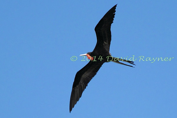 magnificent frigatebird (15)