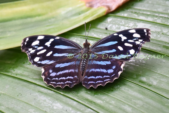 Bluewing, Mexican [f]