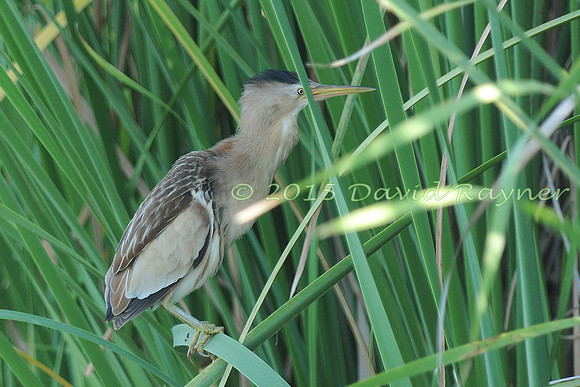 Bittern, Little 5 [f]