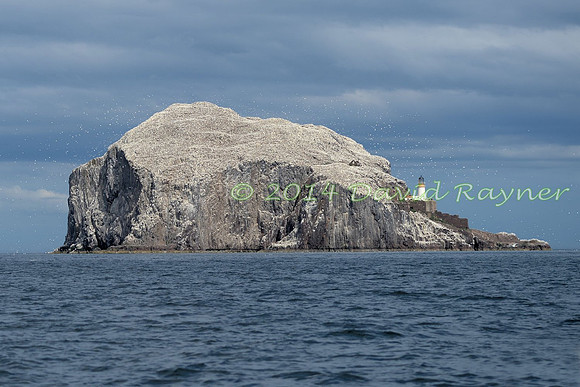 .Bass Rock arriving