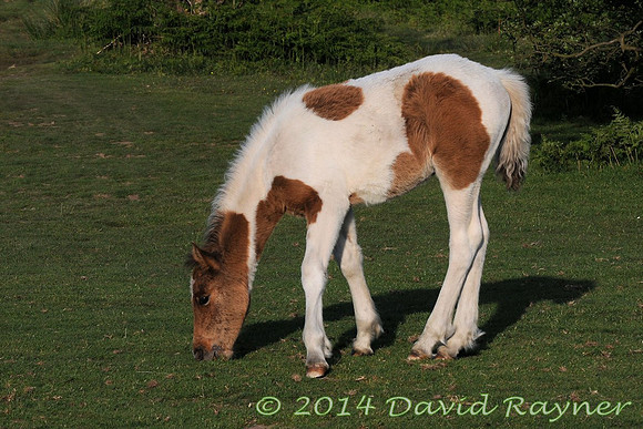 quantock horses (116)
