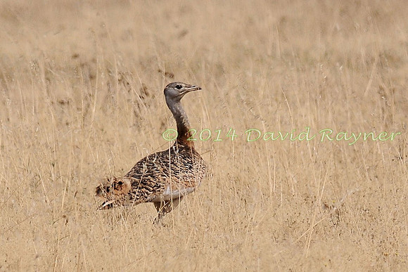 Bustard, Great 1
