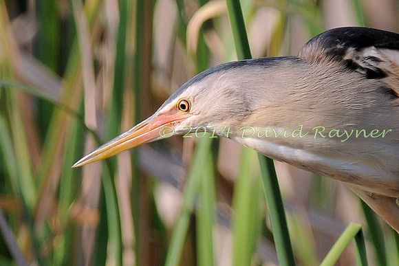 Bittern, Little