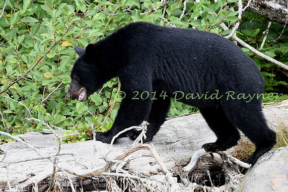 Bear, Black (13)