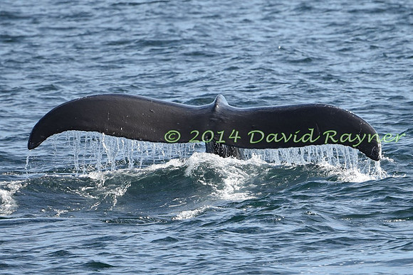 Humpback Whale (15)