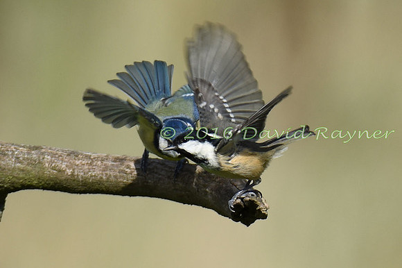 a mix of birds 10