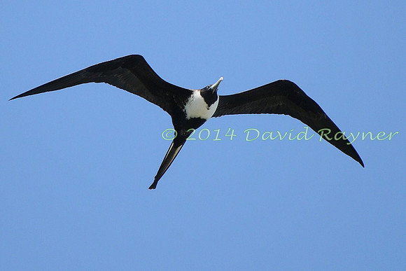 magnificent frigatebird (30)
