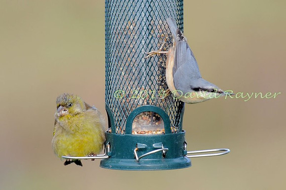at the feeder 2