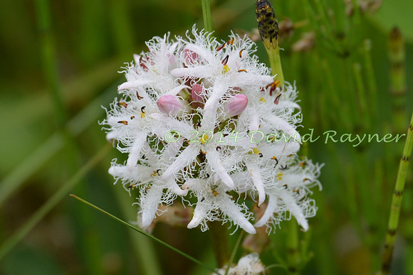 Bogbean
