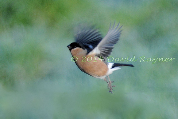 Bullfinch [f]