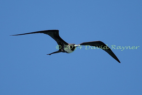 magnificent frigatebird (11)