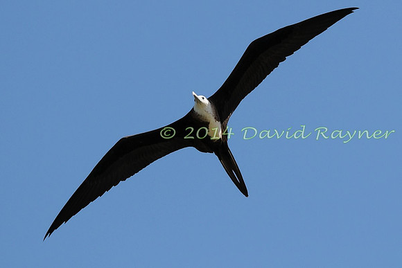 magnificent frigatebird (22)