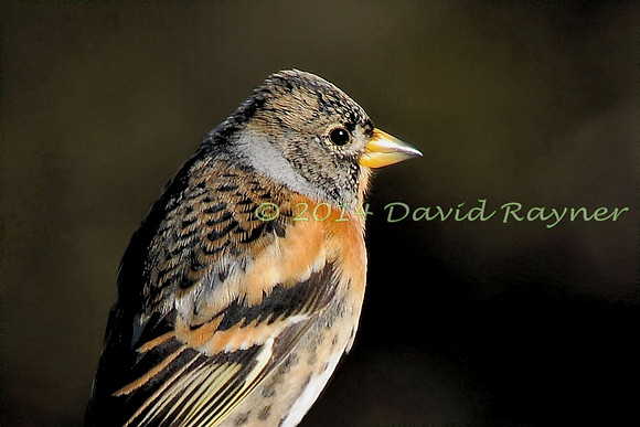 Brambling