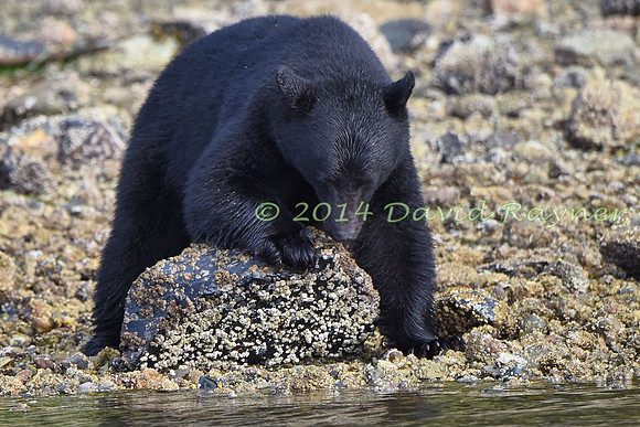 Bear, Black (26)