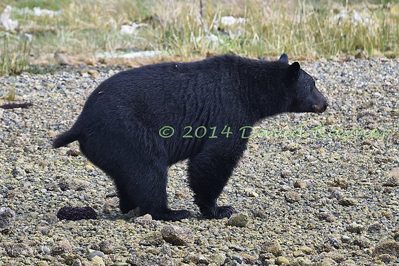 Bear, Black (17)