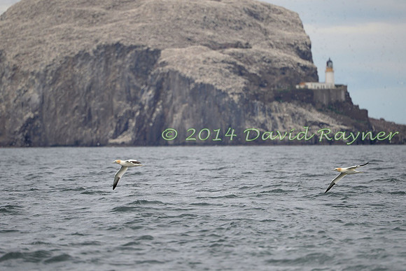 .Bass Rock departing