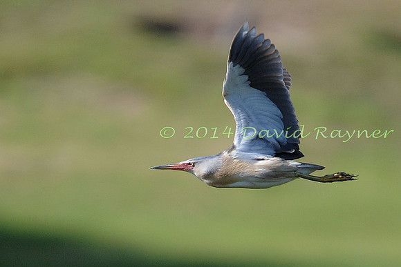 Bittern, Little
