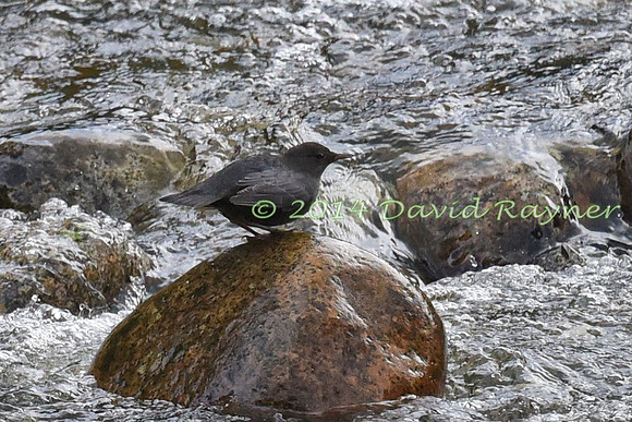 Dipper, American 2