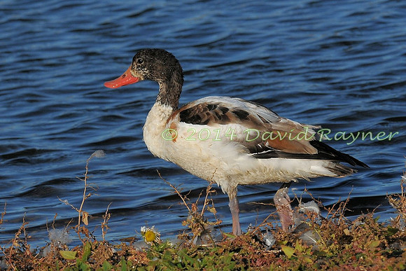 Common Shelduck 2