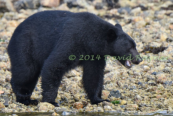 Bear, Black (23)