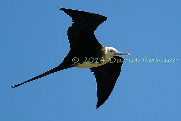 magnificent frigatebird (18)