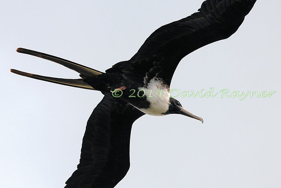 magnificent frigatebird (16)