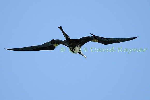 magnificent frigatebird (28)