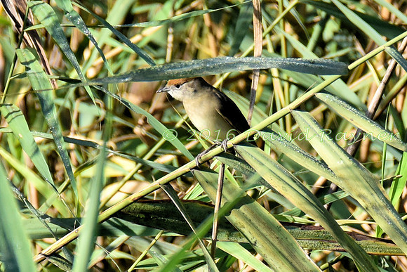 Blackcap 1 [f]