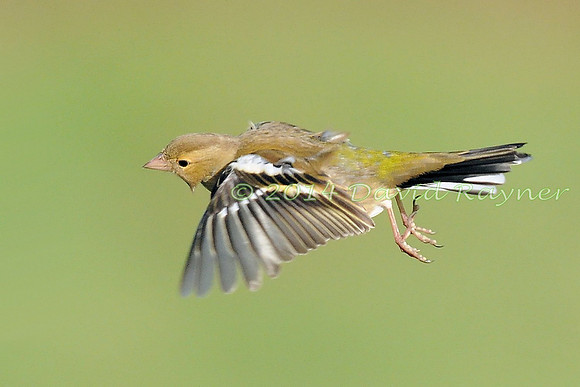 Chaffinch [f]