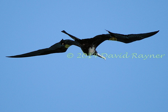 magnificent frigatebird (29)