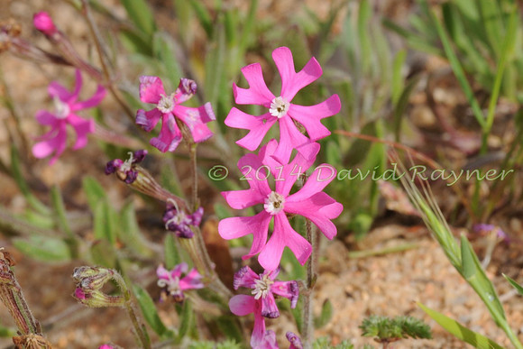 Catchfly, Mediterranean