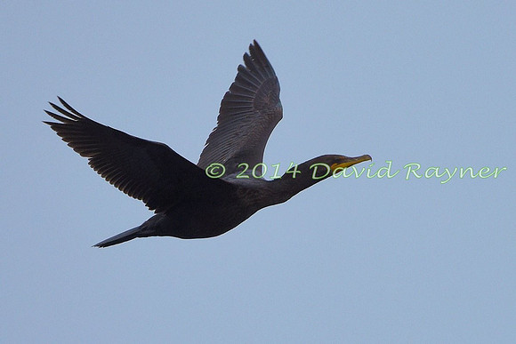 Cormorant, Double-crested 1