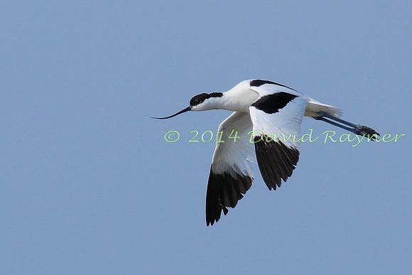 Avocet 1 [F]