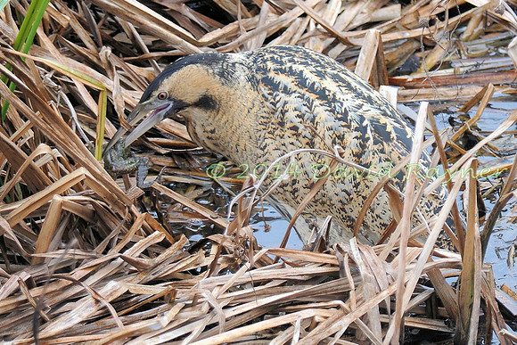 Bittern 02