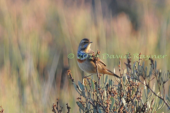 Bluethroat 2