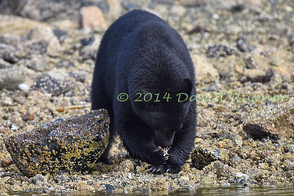 Bear, Black (28)