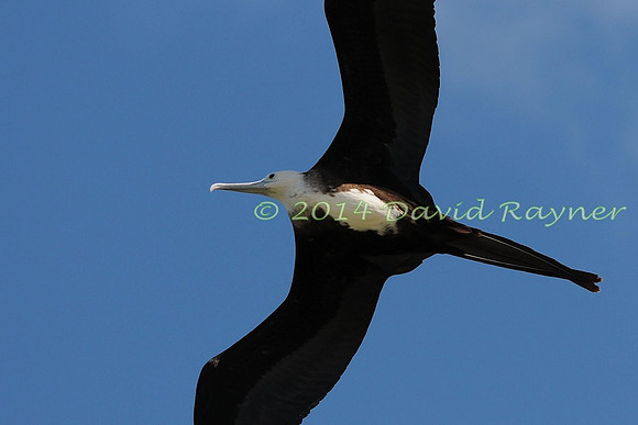 magnificent frigatebird (24)