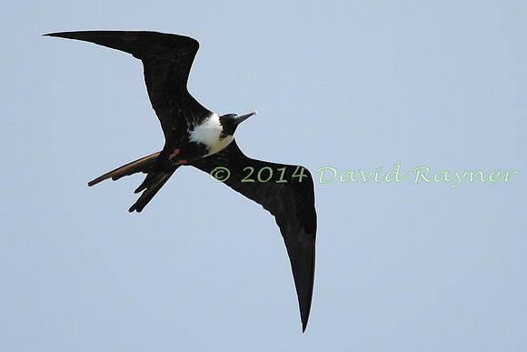 magnificent frigatebird (17)