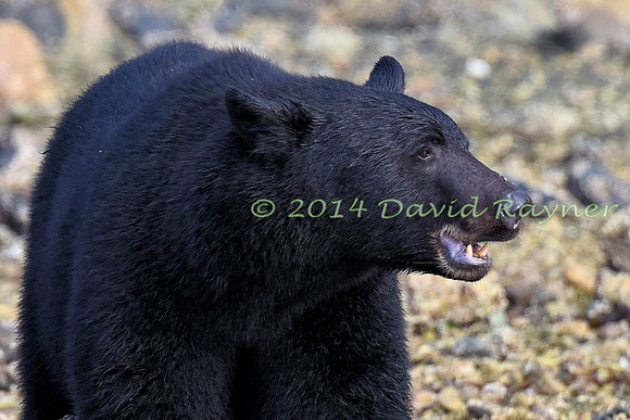 Bear, Black (29)