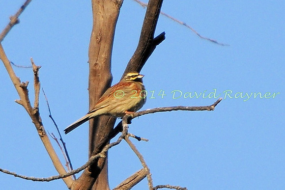 Bunting, Cirl 1