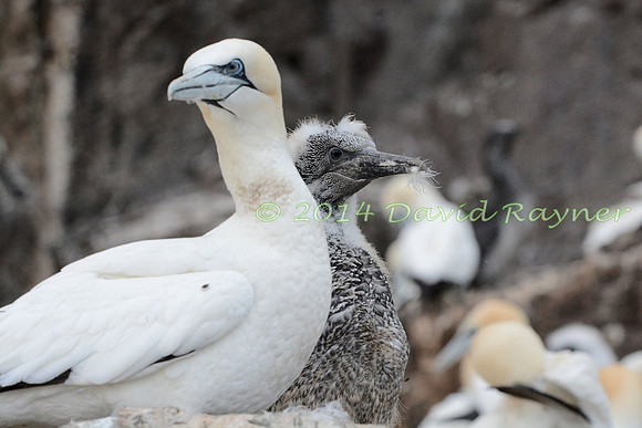Gannet 01