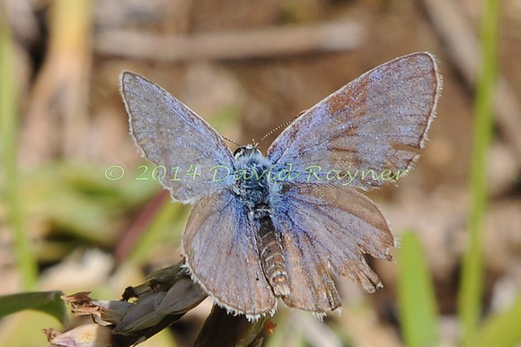 Blue, Common [om]