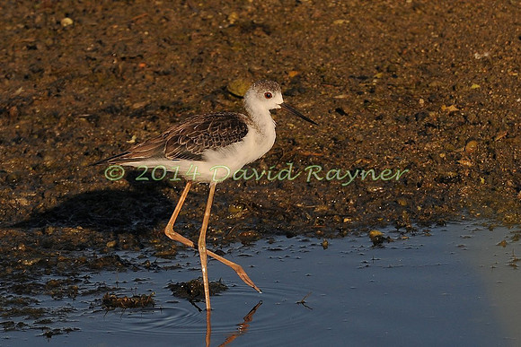 black-winged stilt (28)