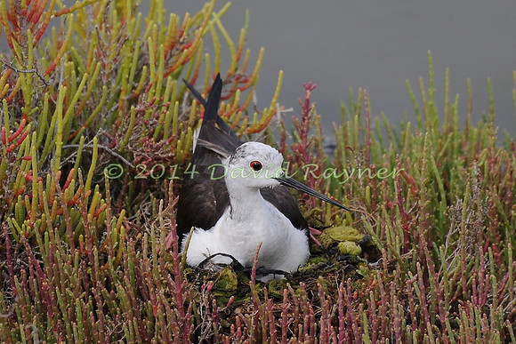 black-winged stilt (13)