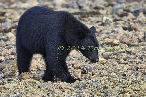 Bear, Black (21)